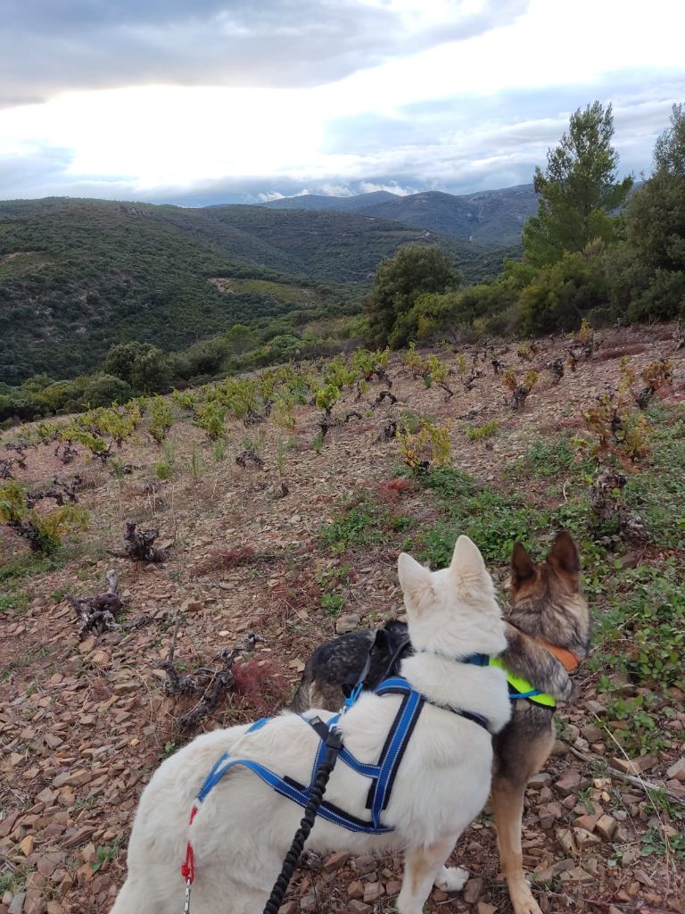 CH. Sweety du plateau ardennais