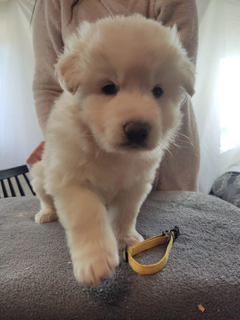 Des Gardiens Aux Deux Ailes - Chiot disponible  - Berger Blanc Suisse