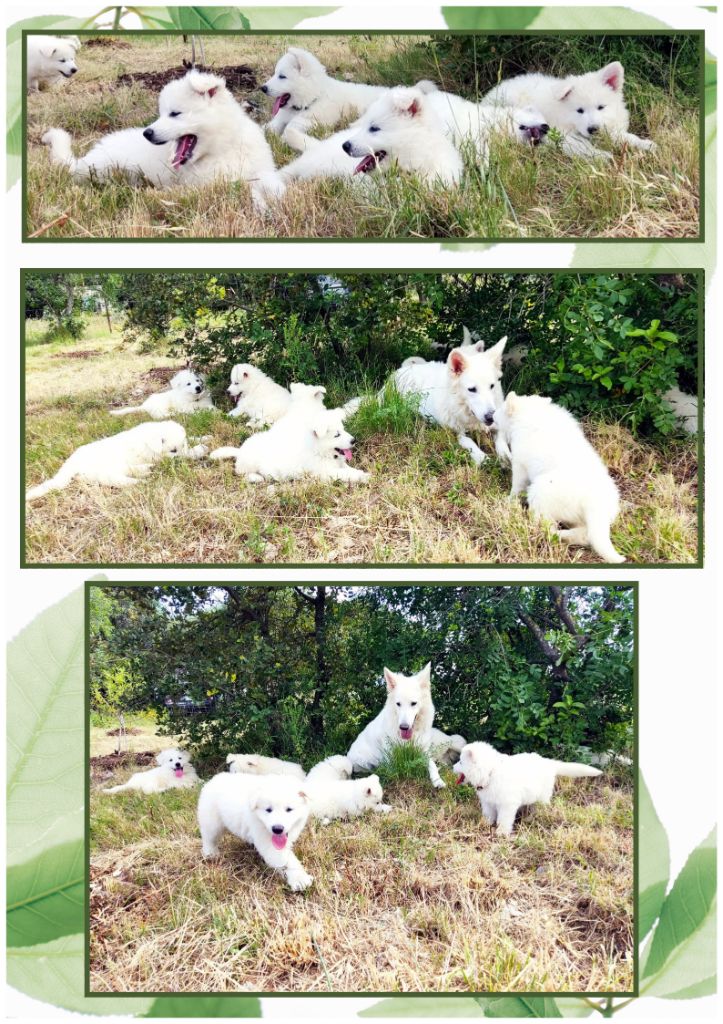 chiot Berger Blanc Suisse Des Gardiens Aux Deux Ailes