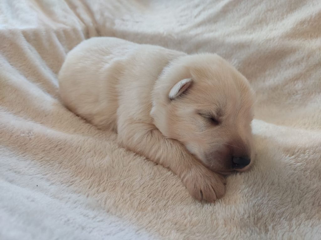 Des Gardiens Aux Deux Ailes - Chiot disponible  - Berger Blanc Suisse