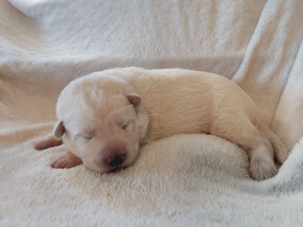 Des Gardiens Aux Deux Ailes - Chiot disponible  - Berger Blanc Suisse