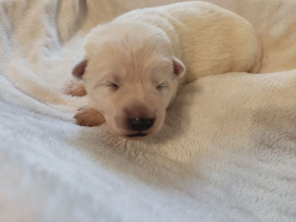 Des Gardiens Aux Deux Ailes - Chiot disponible  - Berger Blanc Suisse