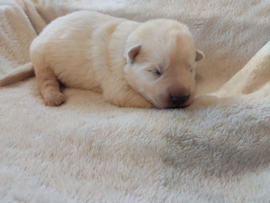 Des Gardiens Aux Deux Ailes - Chiot disponible  - Berger Blanc Suisse