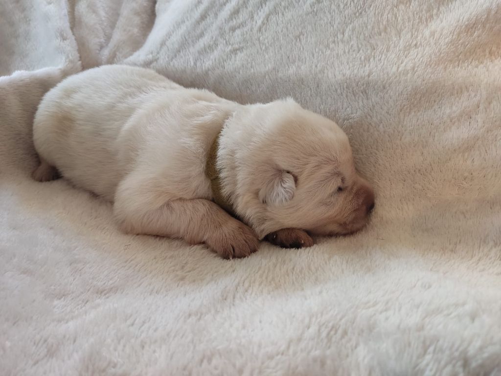 Des Gardiens Aux Deux Ailes - Chiot disponible  - Berger Blanc Suisse