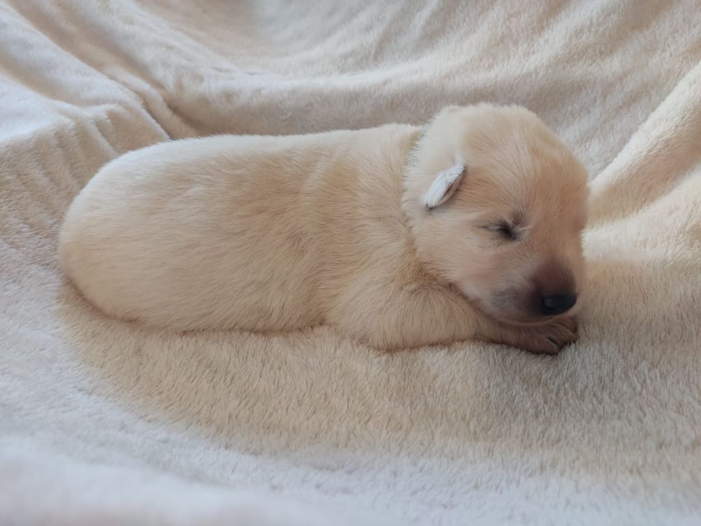 Des Gardiens Aux Deux Ailes - Chiot disponible  - Berger Blanc Suisse