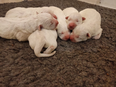 Des Gardiens Aux Deux Ailes - Berger Blanc Suisse - Portée née le 10/12/2024