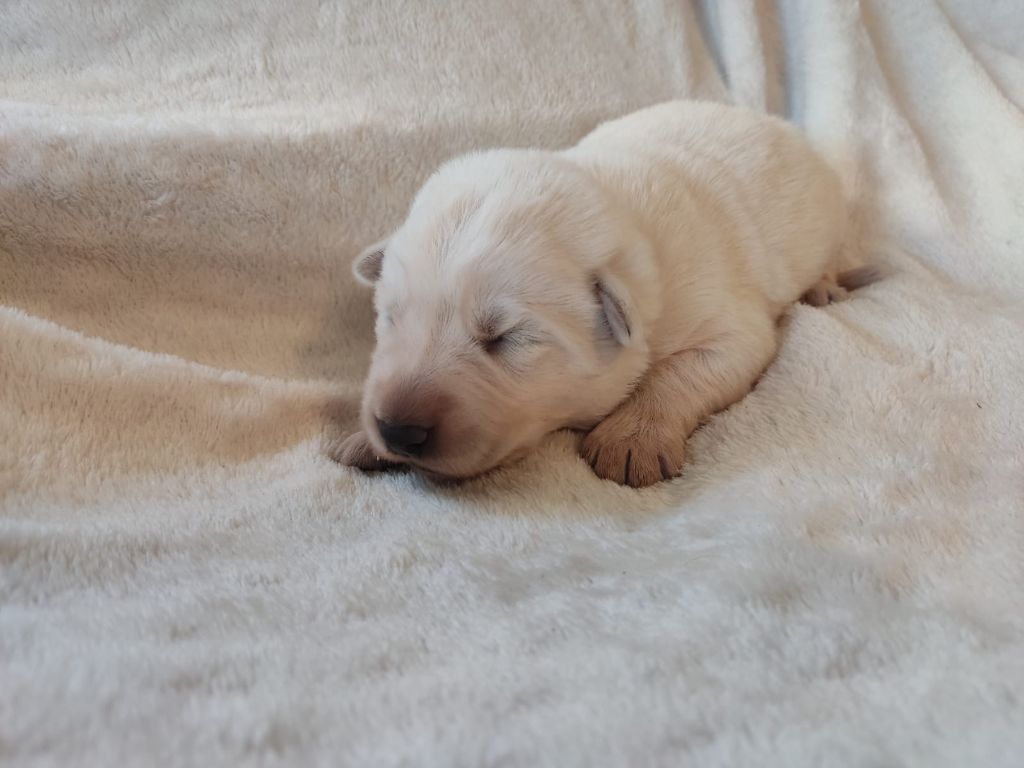 Des Gardiens Aux Deux Ailes - Chiot disponible  - Berger Blanc Suisse