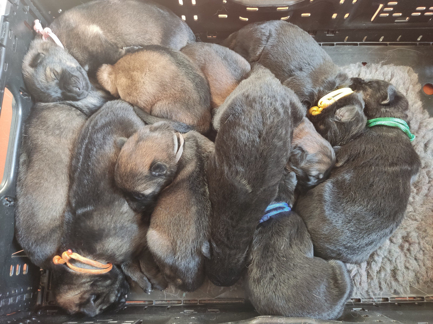 Chiots BA nés le 21/10/2025