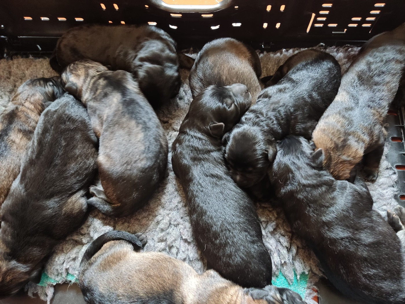 Chiot Berger Allemand Des Gardiens Aux Deux Ailes