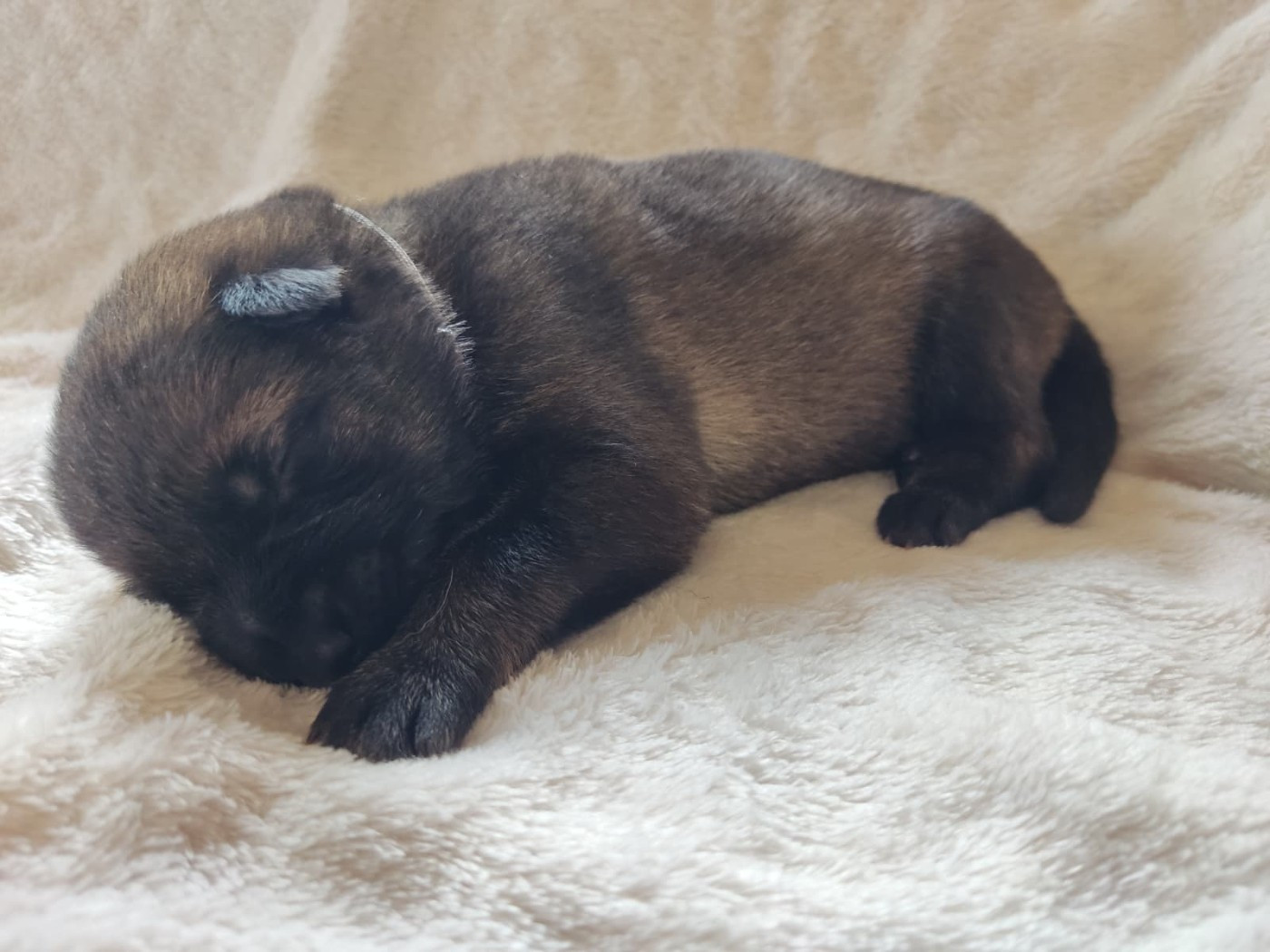 Des Gardiens Aux Deux Ailes - Chiots disponibles - Berger Allemand