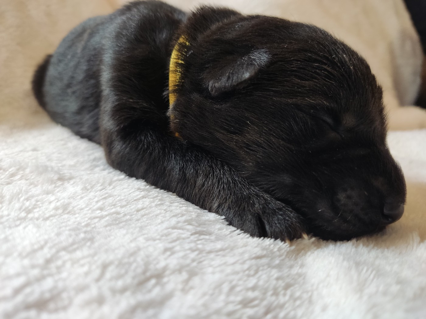 Des Gardiens Aux Deux Ailes - Chiots disponibles - Berger Allemand