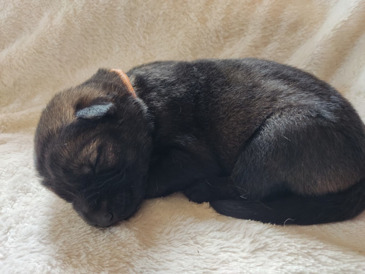 Des Gardiens Aux Deux Ailes - Chiots disponibles - Berger Allemand
