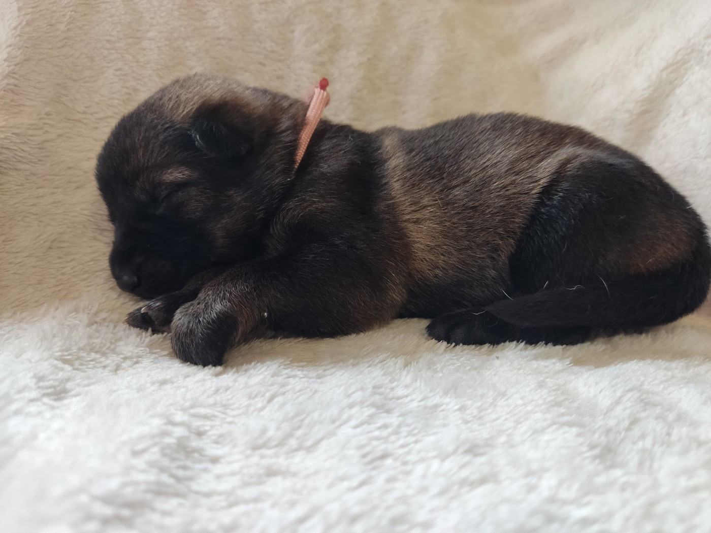 Des Gardiens Aux Deux Ailes - Chiots disponibles - Berger Allemand