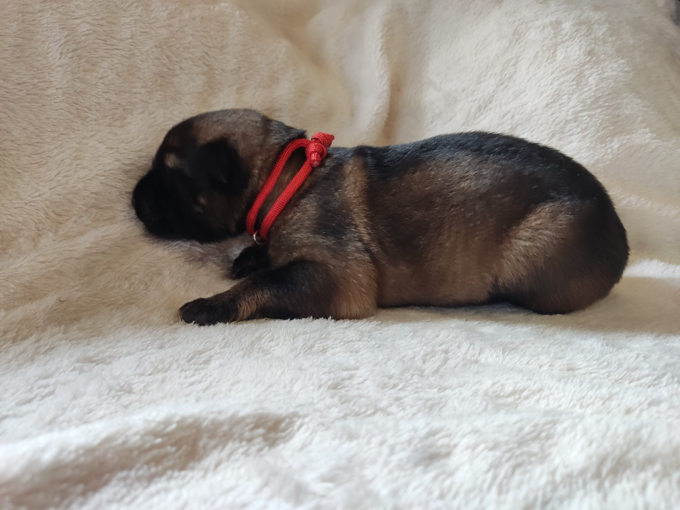 Des Gardiens Aux Deux Ailes - Chiots disponibles - Berger Allemand