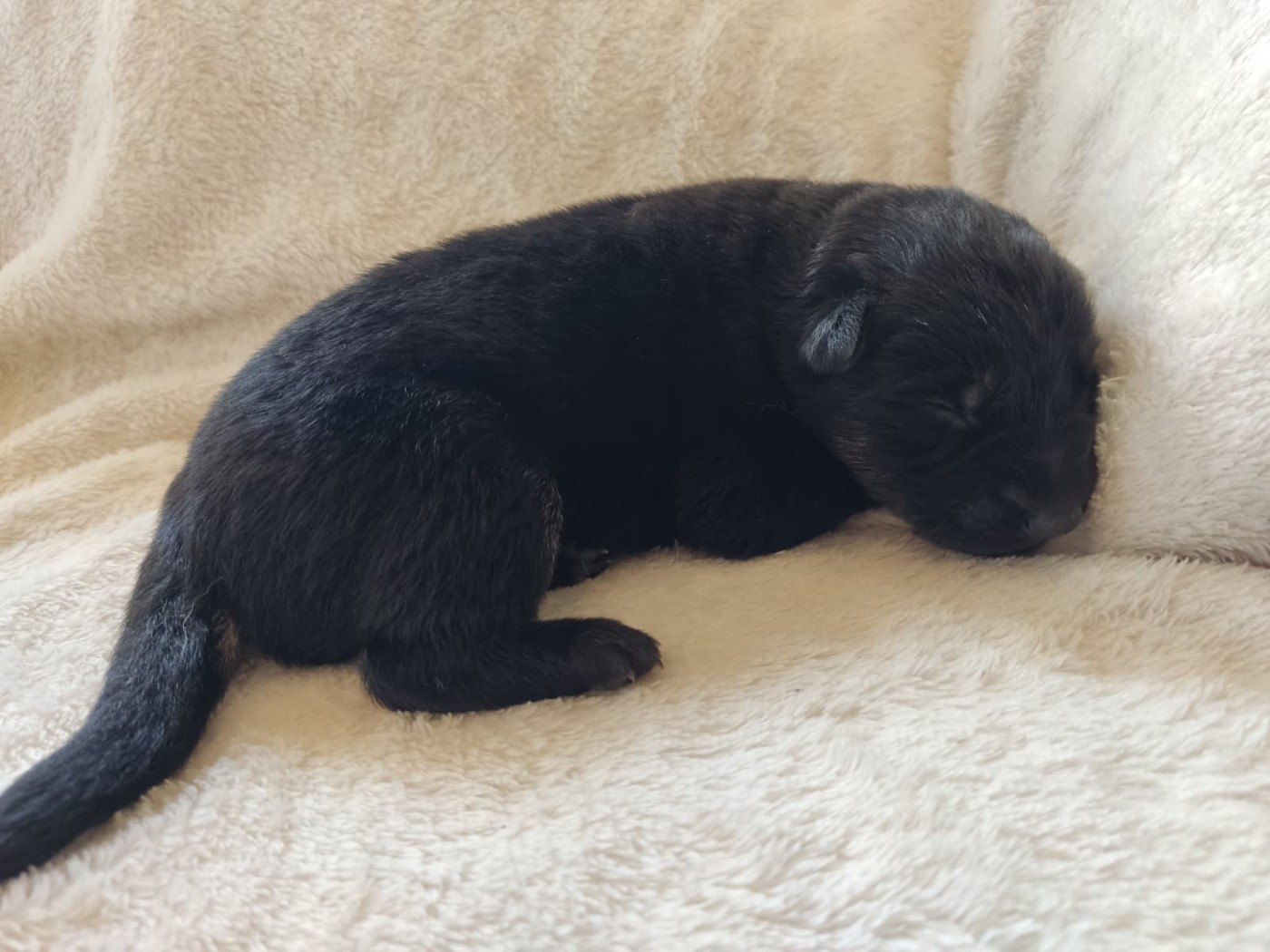 Des Gardiens Aux Deux Ailes - Chiots disponibles - Berger Allemand