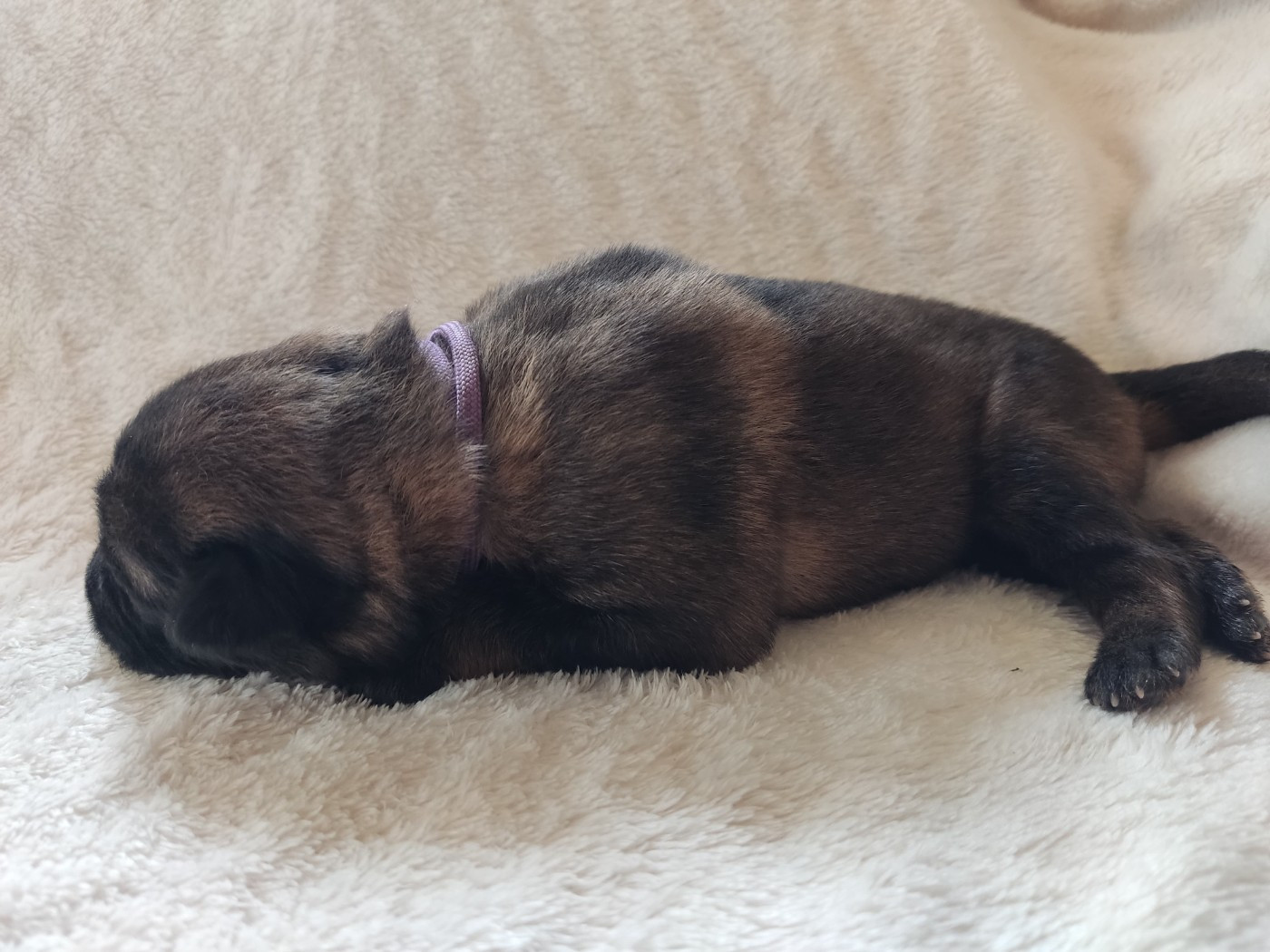 Des Gardiens Aux Deux Ailes - Chiots disponibles - Berger Allemand