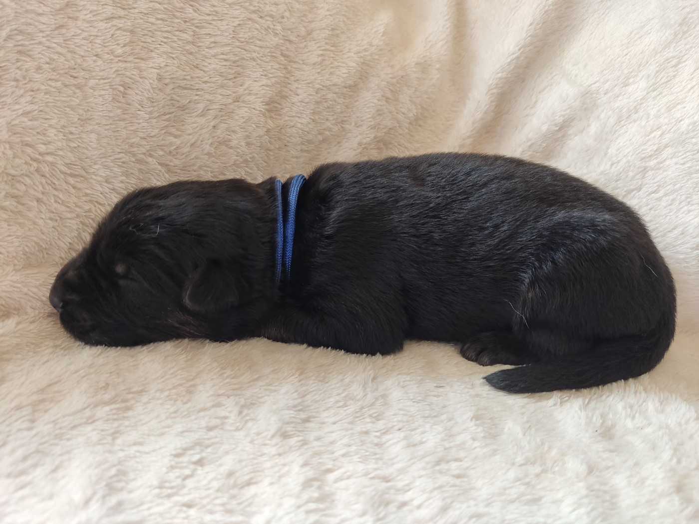 Des Gardiens Aux Deux Ailes - Chiots disponibles - Berger Allemand