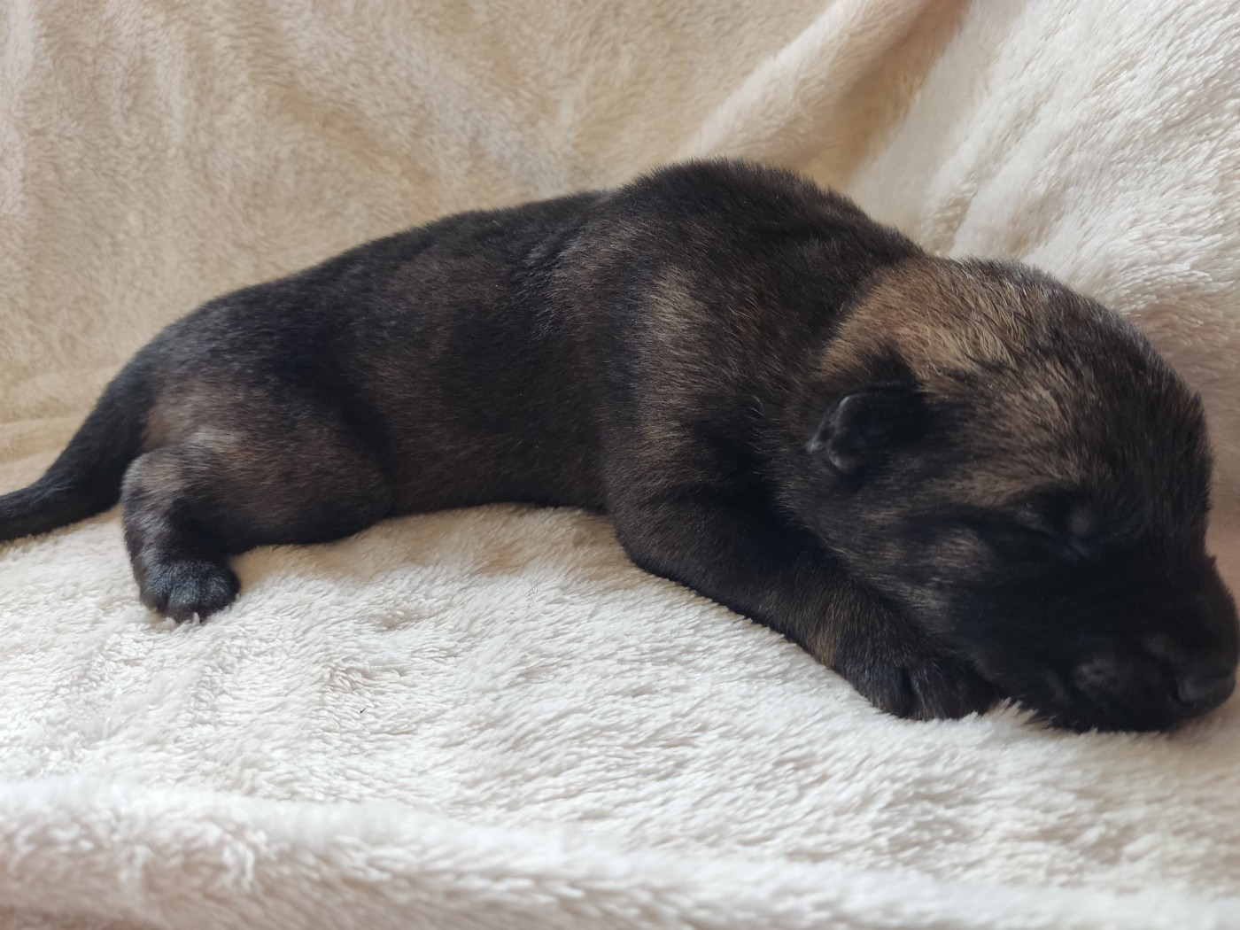 Des Gardiens Aux Deux Ailes - Chiots disponibles - Berger Allemand