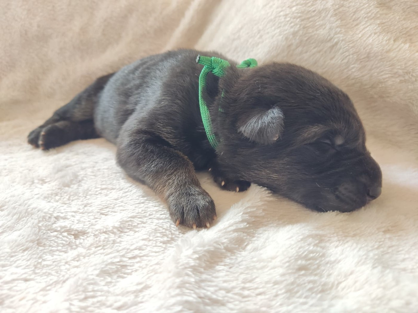 Des Gardiens Aux Deux Ailes - Chiots disponibles - Berger Allemand