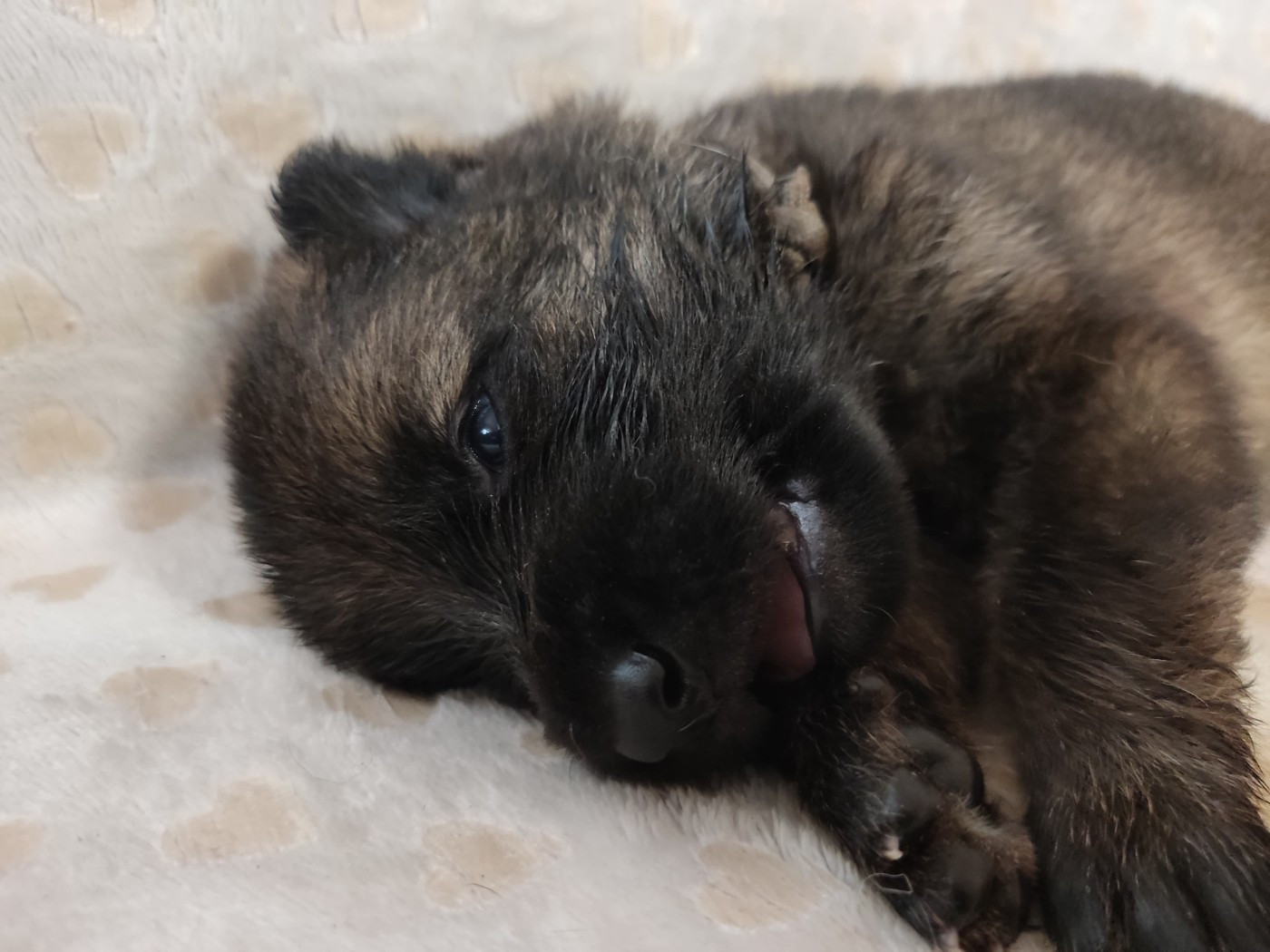 Des Gardiens Aux Deux Ailes - Chiots disponibles - Berger Allemand