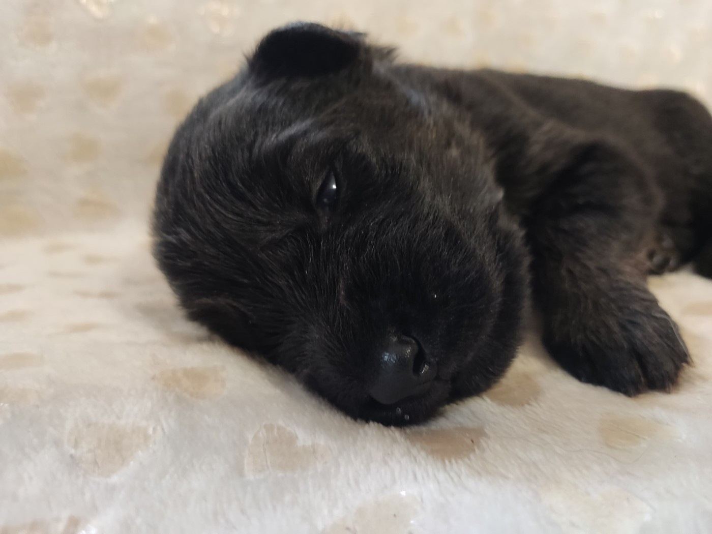 Des Gardiens Aux Deux Ailes - Chiots disponibles - Berger Allemand