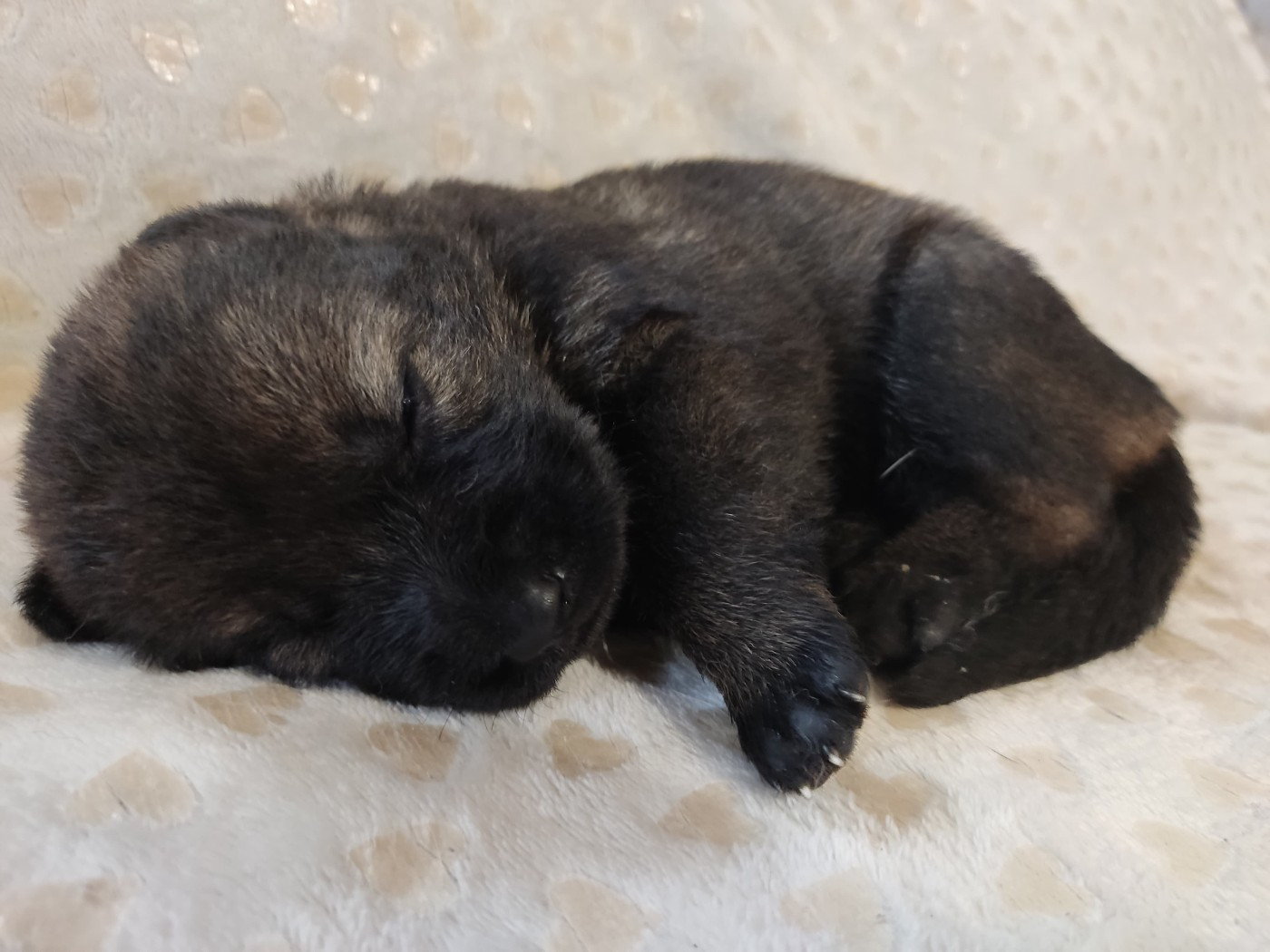 Des Gardiens Aux Deux Ailes - Chiots disponibles - Berger Allemand