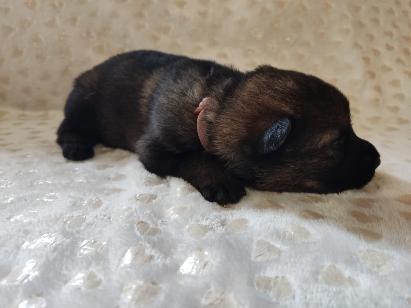 Des Gardiens Aux Deux Ailes - Chiots disponibles - Berger Allemand