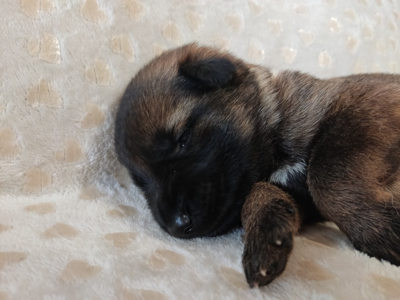 Des Gardiens Aux Deux Ailes - Chiots disponibles - Berger Allemand