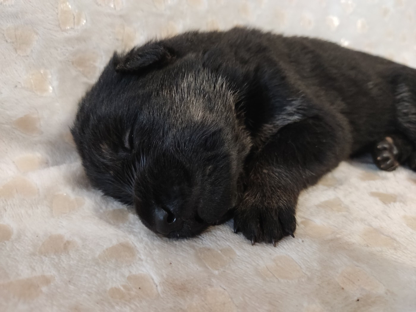 Des Gardiens Aux Deux Ailes - Chiots disponibles - Berger Allemand