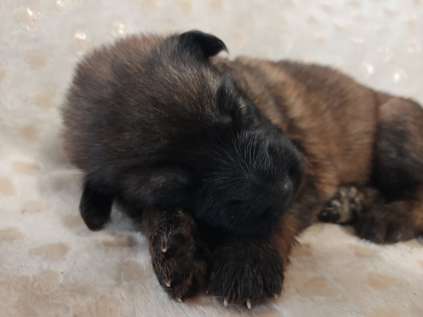 Des Gardiens Aux Deux Ailes - Chiots disponibles - Berger Allemand