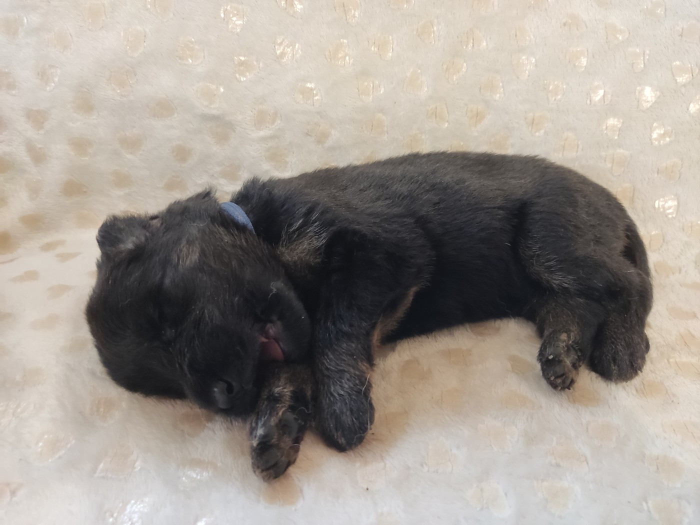 Des Gardiens Aux Deux Ailes - Chiots disponibles - Berger Allemand