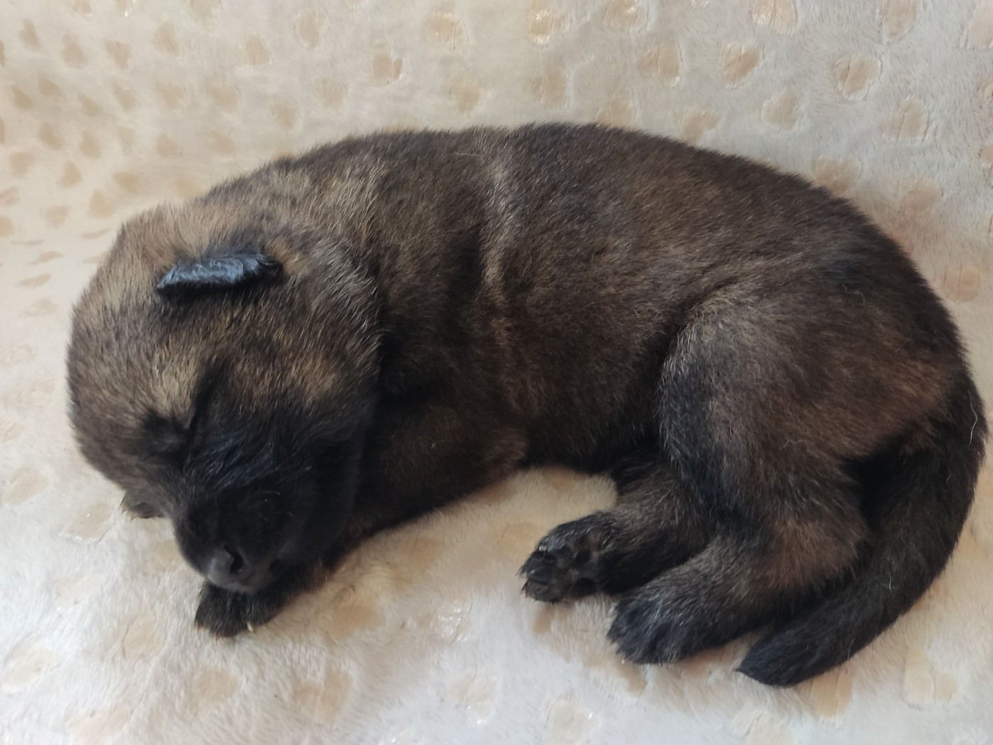 Des Gardiens Aux Deux Ailes - Chiots disponibles - Berger Allemand