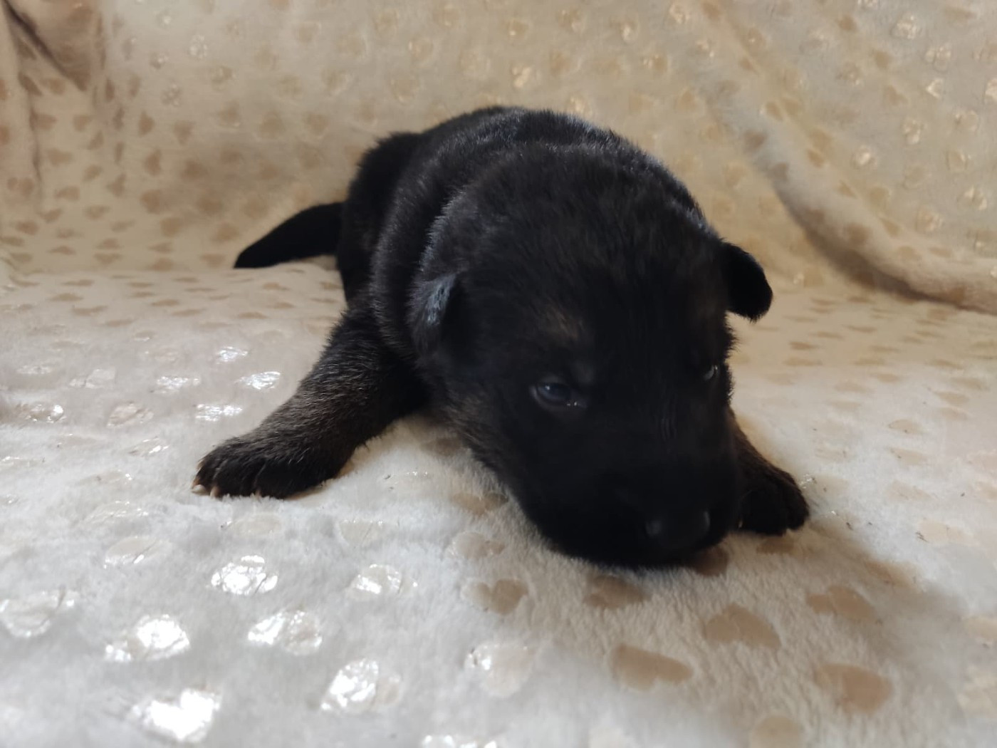 Des Gardiens Aux Deux Ailes - Chiots disponibles - Berger Allemand