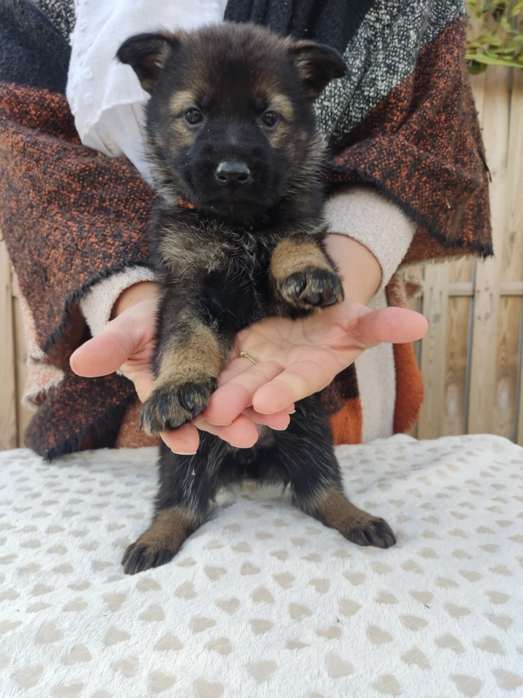 Des Gardiens Aux Deux Ailes - Chiots disponibles - Berger Allemand