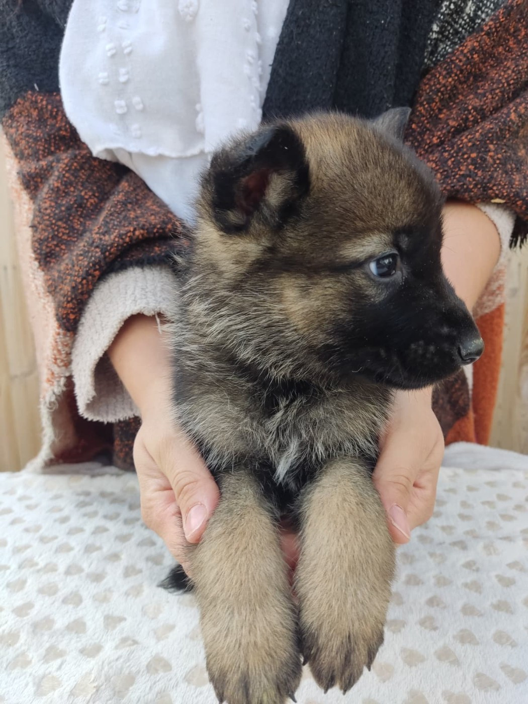 Des Gardiens Aux Deux Ailes - Chiots disponibles - Berger Allemand