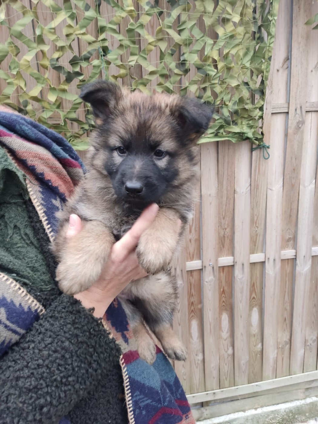Des Gardiens Aux Deux Ailes - Chiots disponibles - Berger Allemand