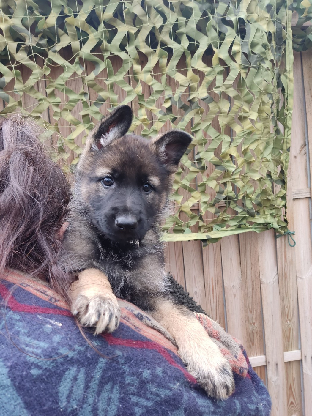 Des Gardiens Aux Deux Ailes - Chiots disponibles - Berger Allemand