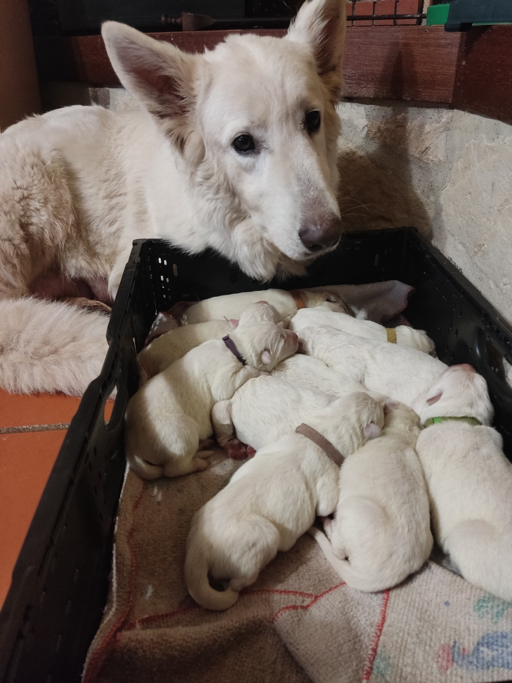 Chiot Berger Blanc Suisse Des Gardiens Aux Deux Ailes