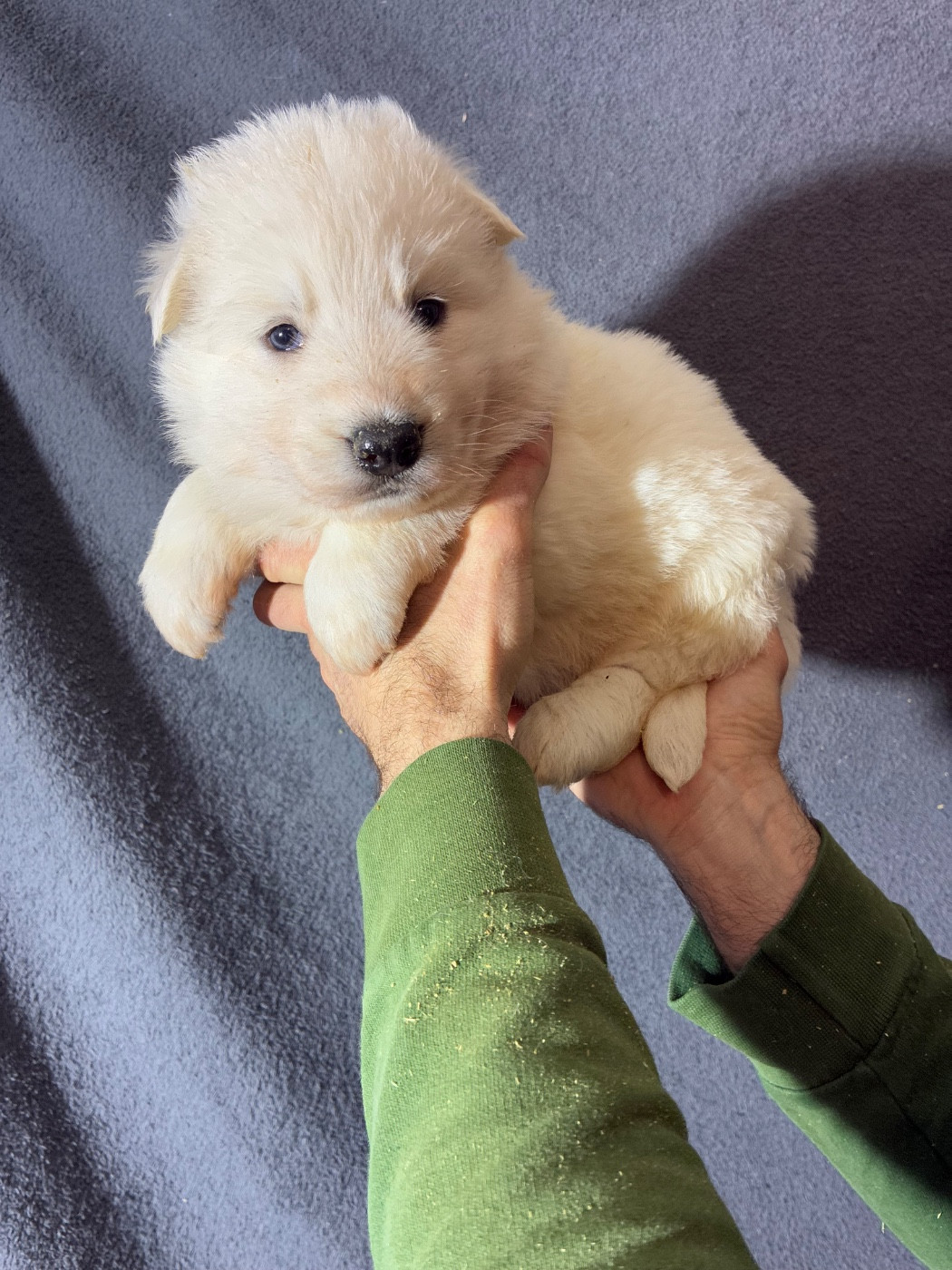 Des Gardiens Aux Deux Ailes - Chiots disponibles - Berger Blanc Suisse