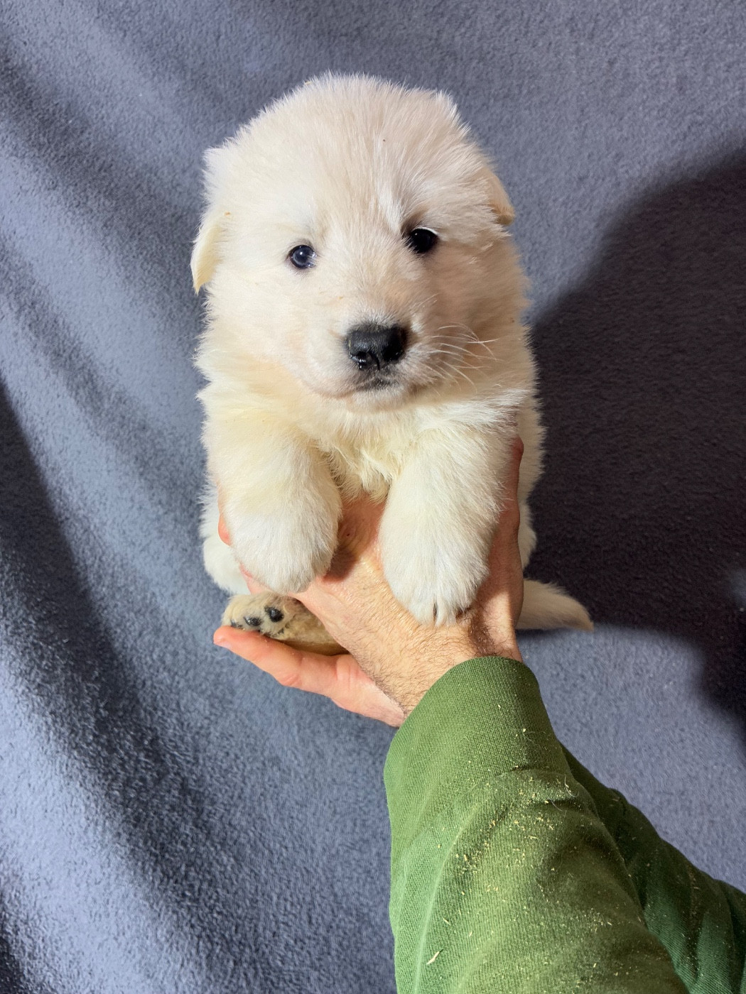 Des Gardiens Aux Deux Ailes - Chiots disponibles - Berger Blanc Suisse