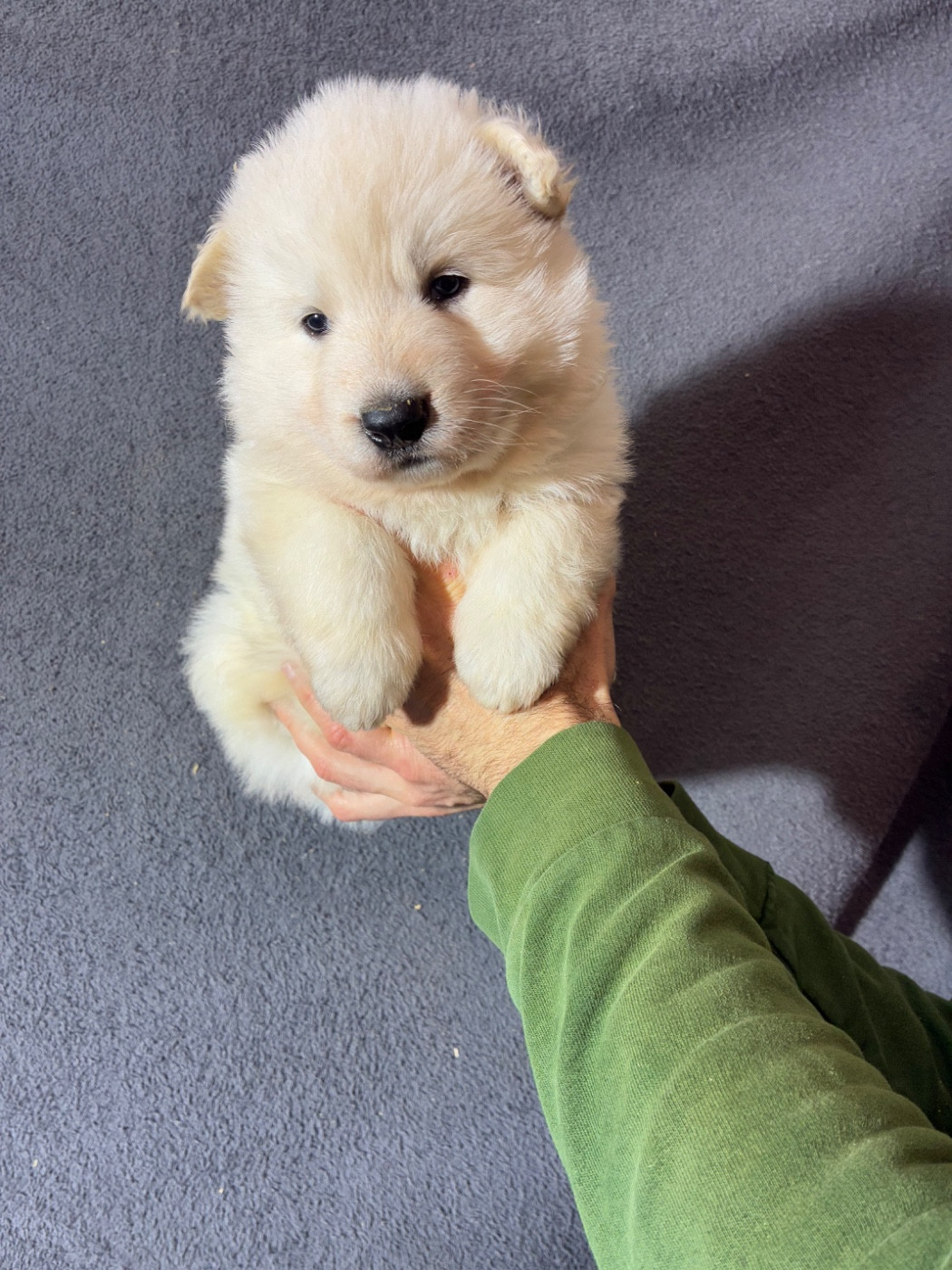Des Gardiens Aux Deux Ailes - Chiots disponibles - Berger Blanc Suisse