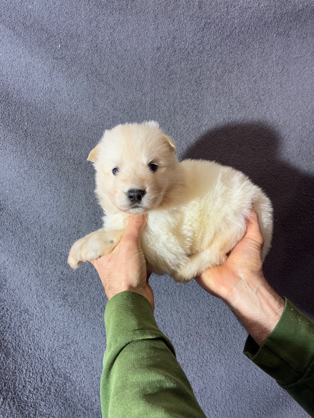 Des Gardiens Aux Deux Ailes - Chiots disponibles - Berger Blanc Suisse