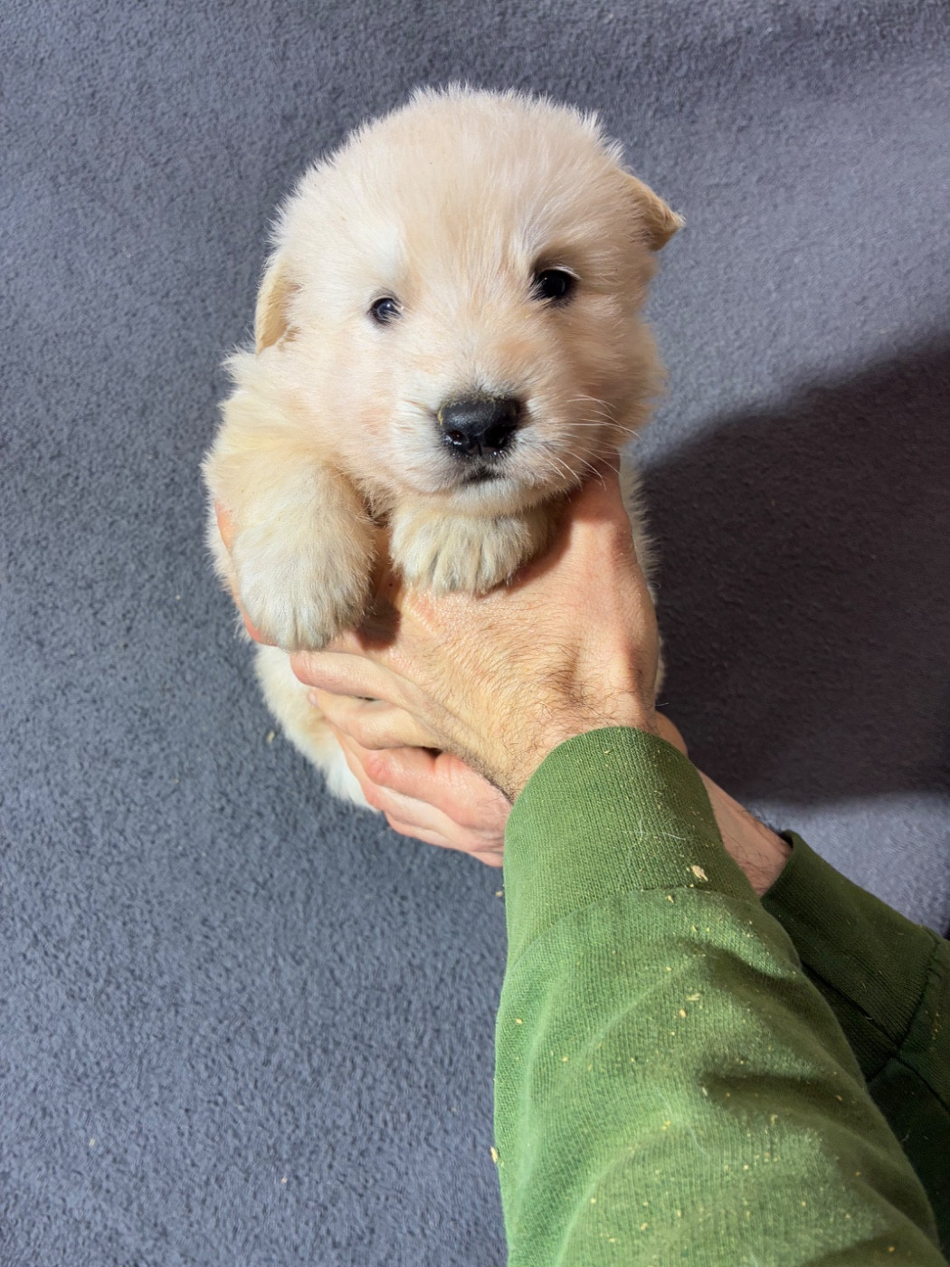 Des Gardiens Aux Deux Ailes - Chiots disponibles - Berger Blanc Suisse